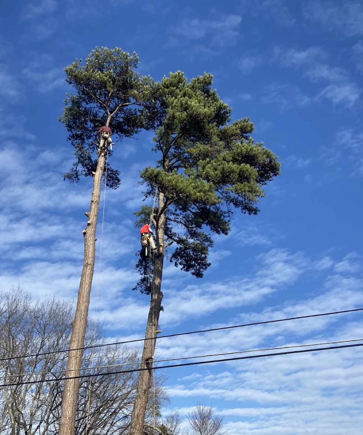 A climber high in a tall pine carrying out a canopy trim in Powell
