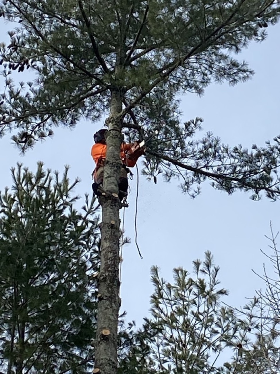 An Elite Tree Service climber removing a large tree