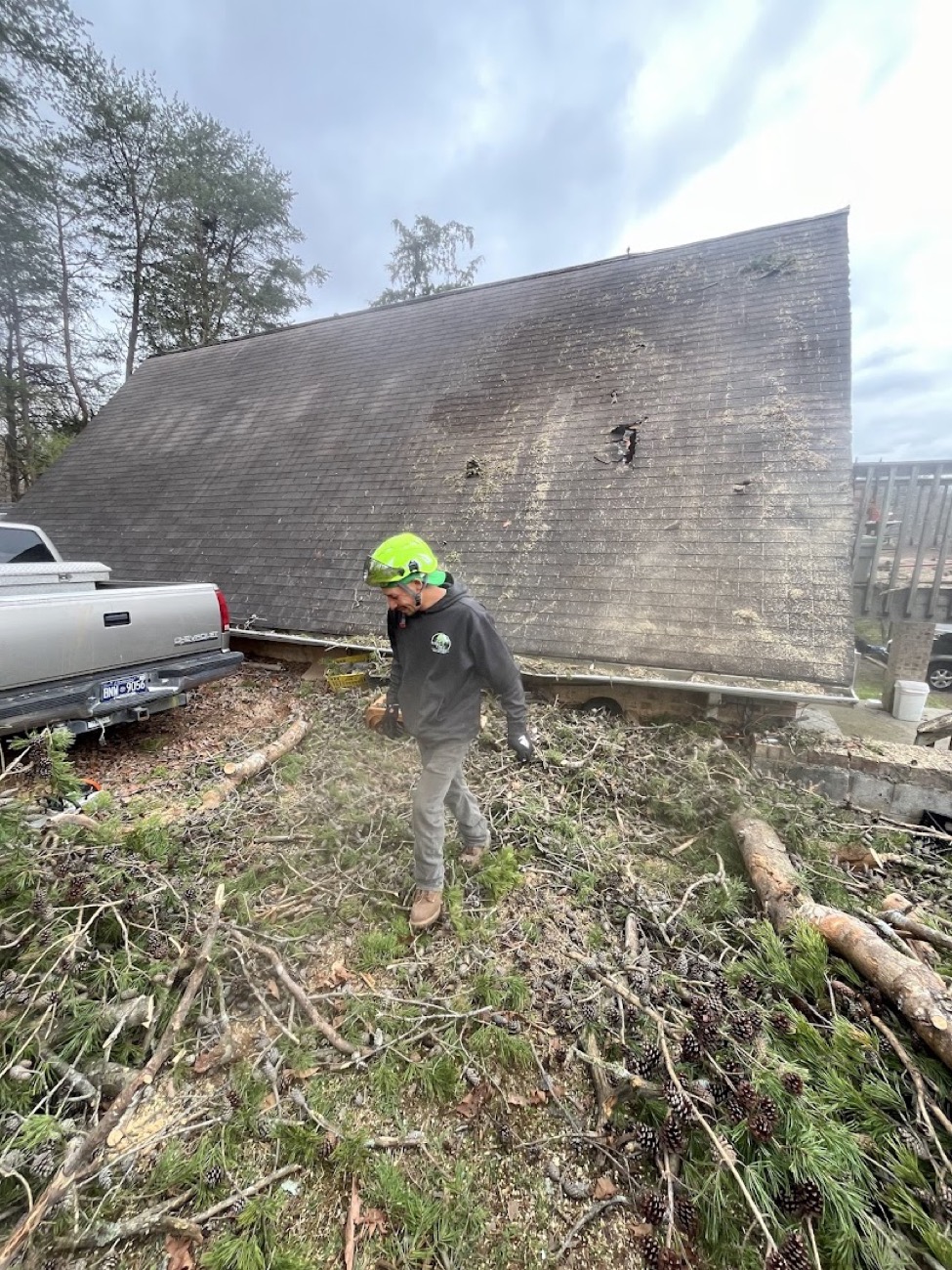 A crew member trimming and pruning a tree canopy