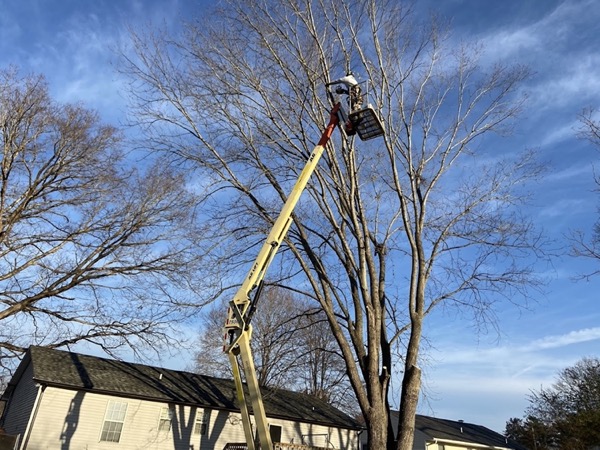 An Elite Tree Service arborist working from a bucket lift high in a tree in Powell