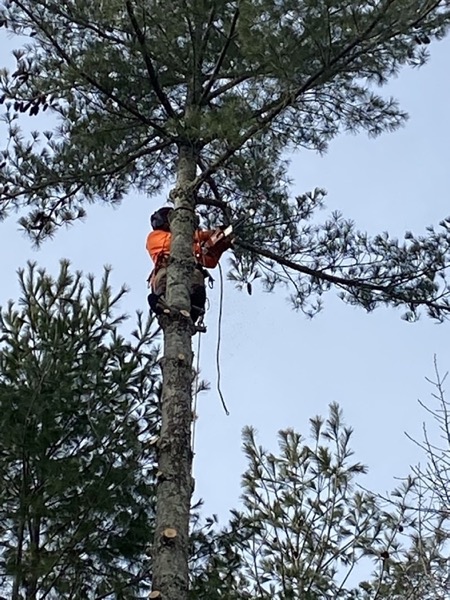 The grapple truck loading logs on a Knox County tree job
