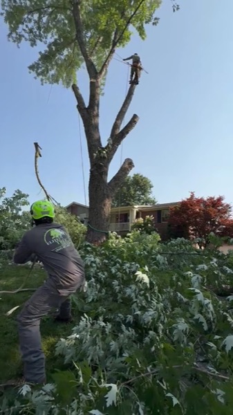 Clearing land and brush with a skid steer and chipper