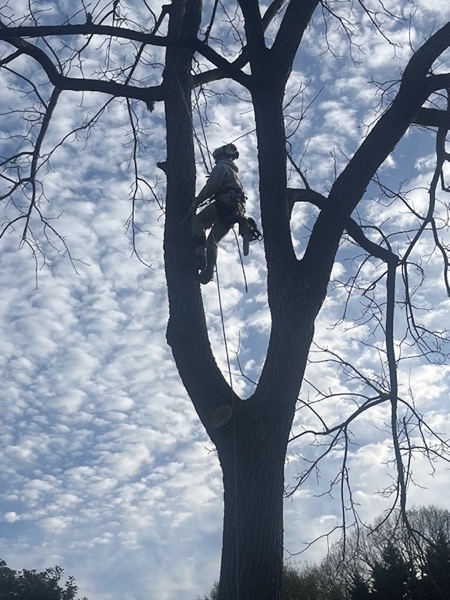 A climber removing a large tree section by section