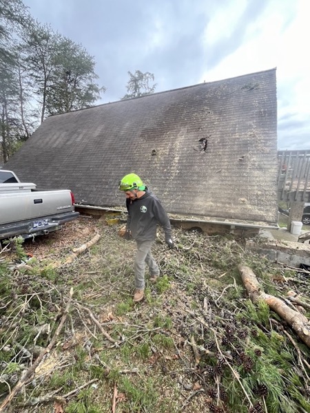 A crew member trimming a tree canopy