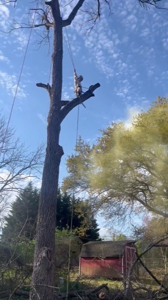 Tree work at a Powell home surrounded by trees