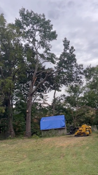 Freshly cut tree sections stacked after a removal