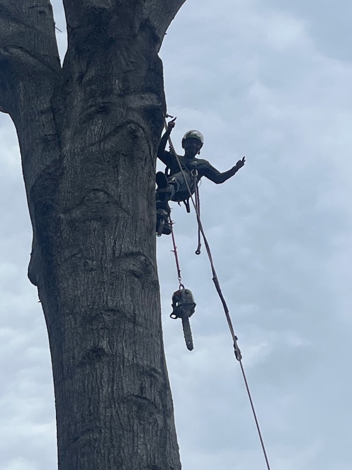 A real tree removal by the Elite Tree Service climbing crew