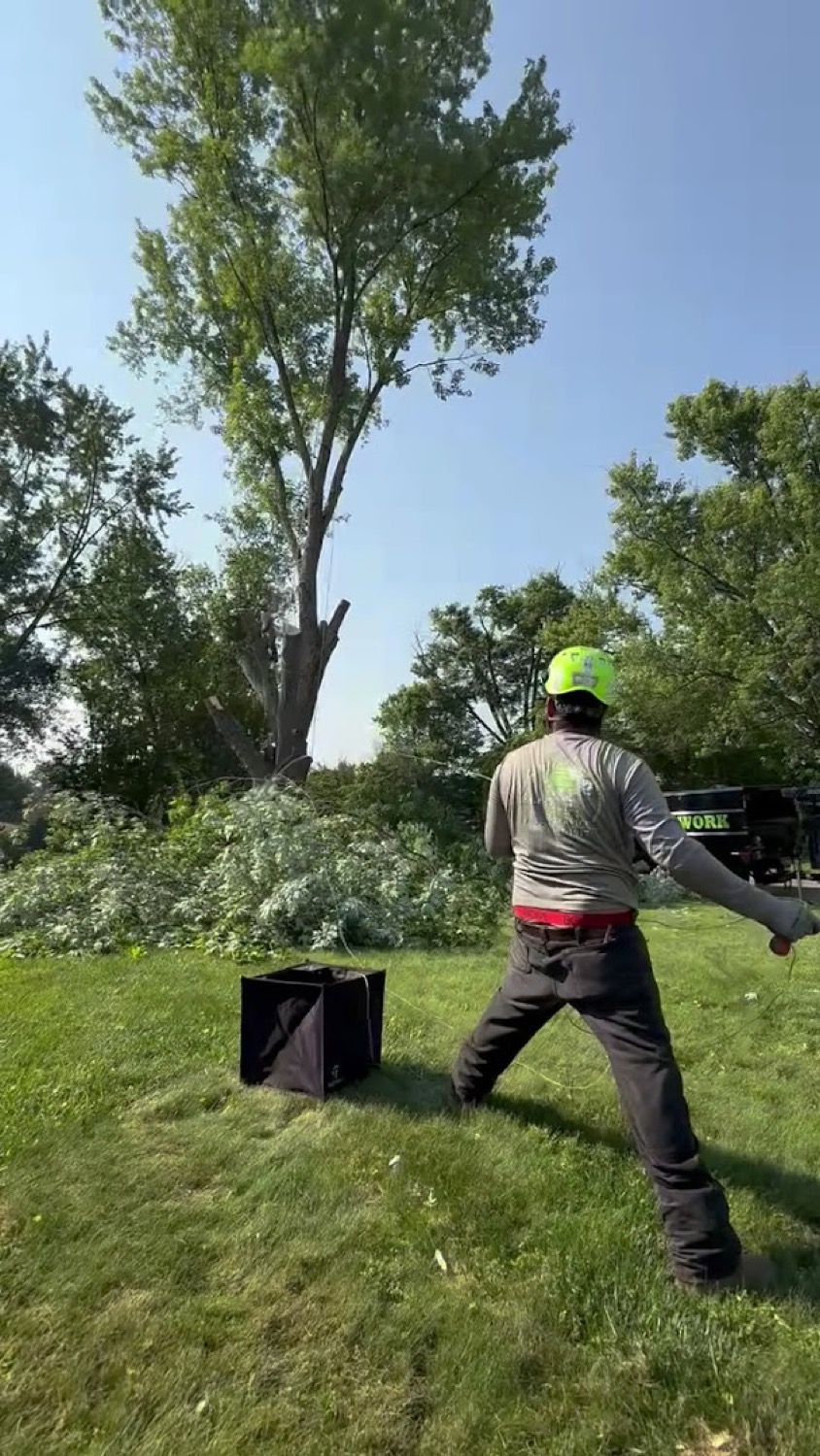 The Elite Tree Service crew clearing a felled tree in Powell
