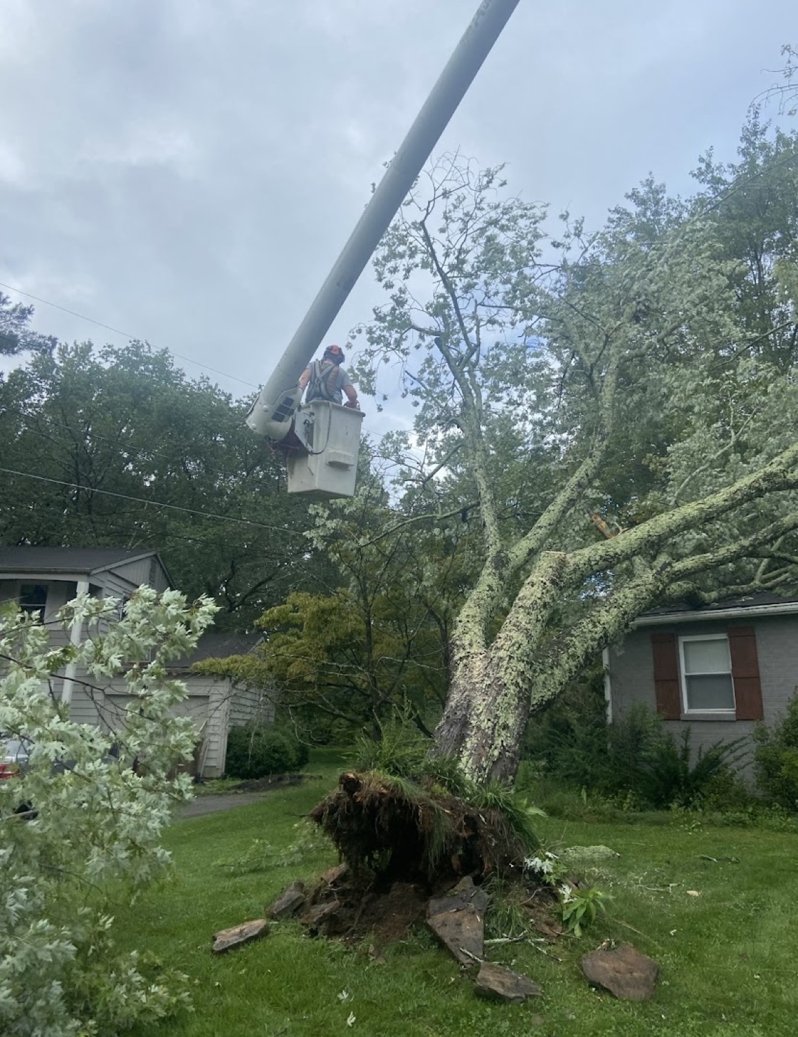 A large tree removal in progress with lifting gear